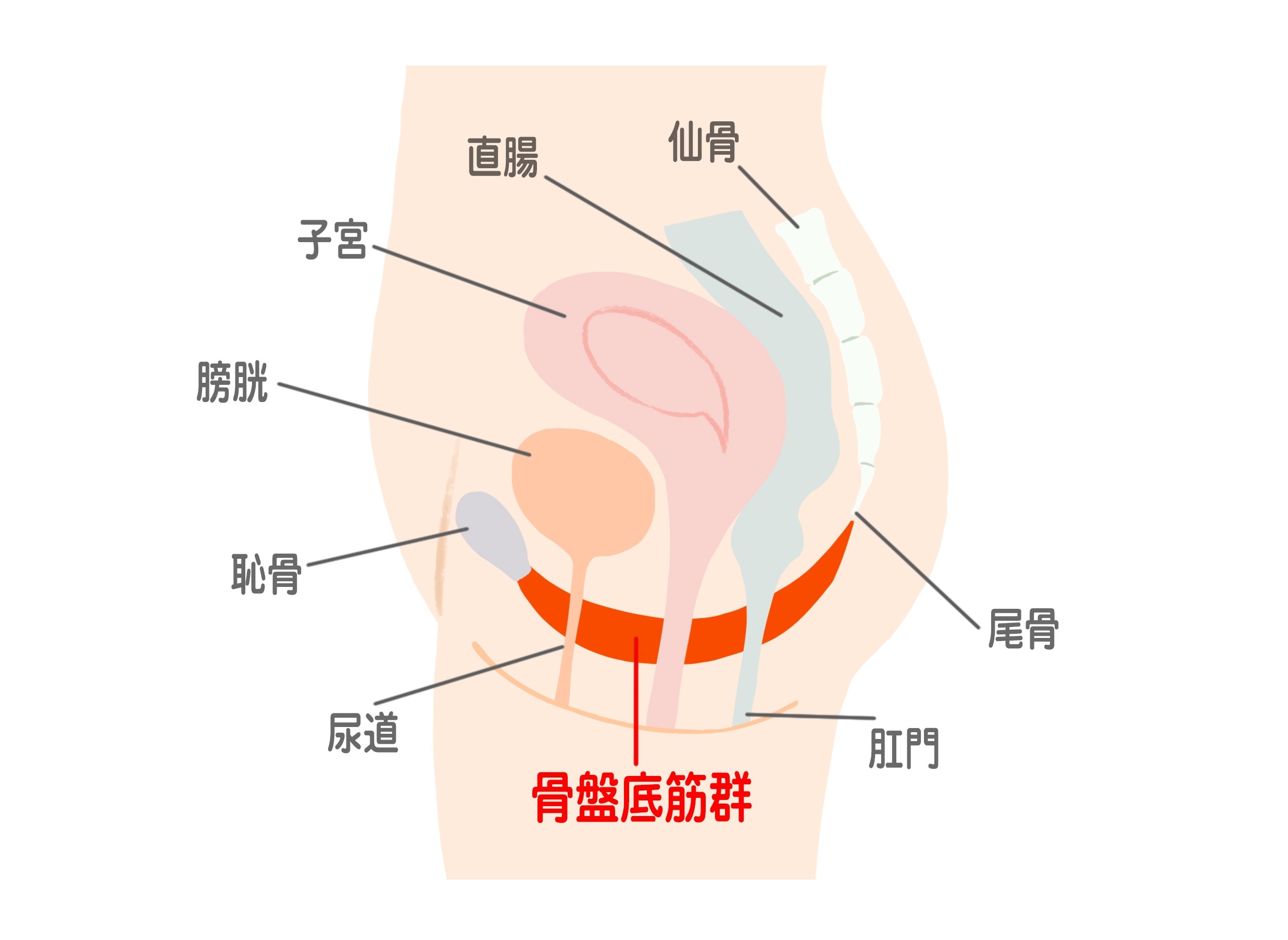 筋 骨盤 鍛える 底 を