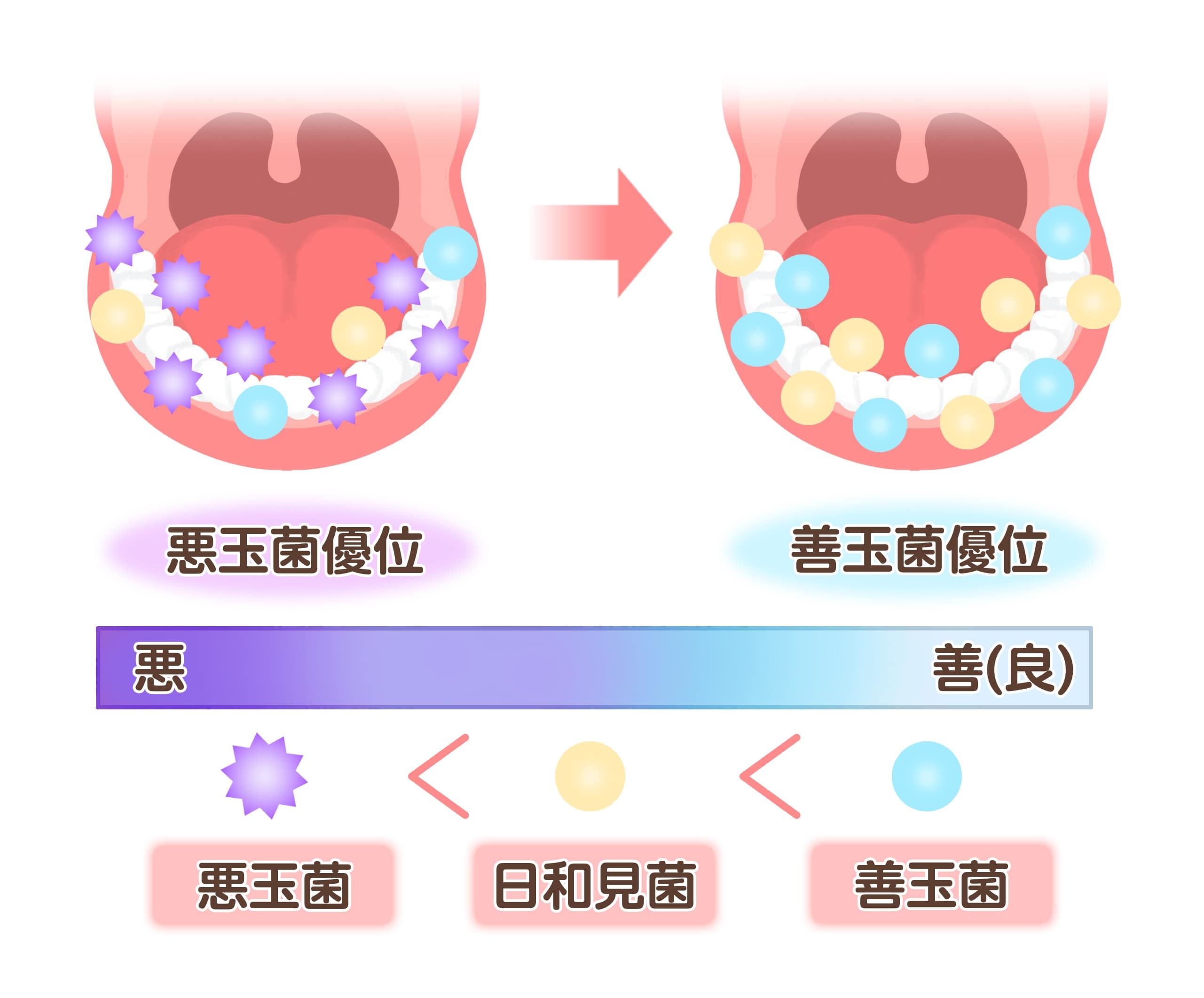 口内フローラ_2-min.jpg