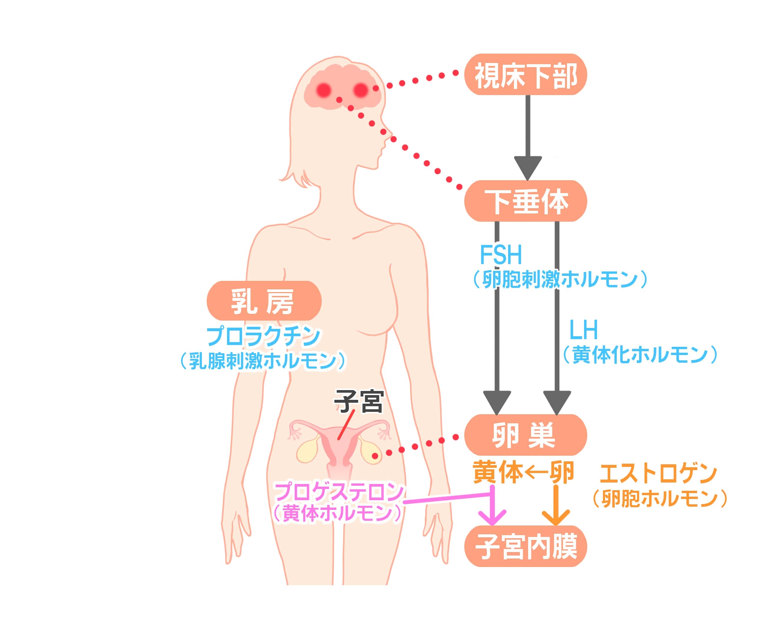 女性ホルモン_2-min.jpg