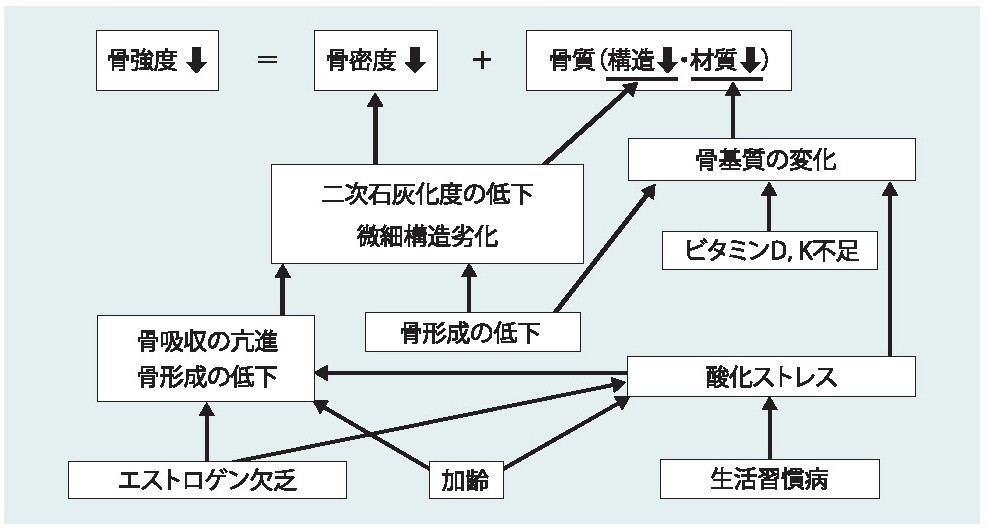 図1骨強度低下要因の多様性.jpg