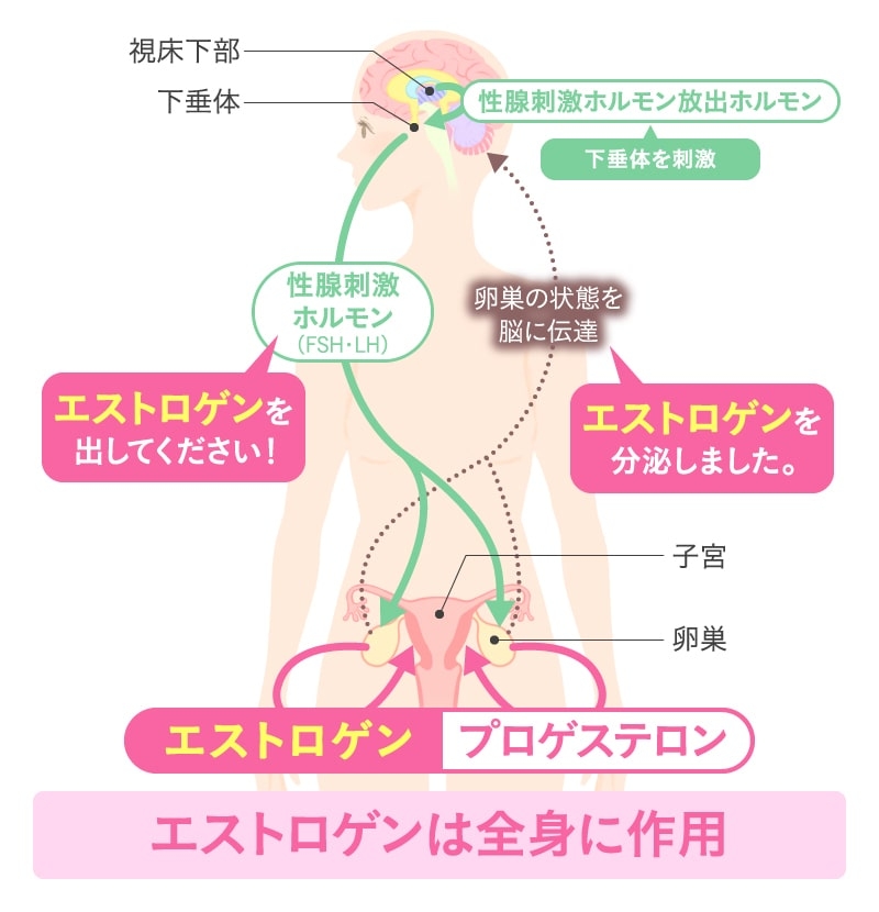 jintai_hormone_220218-min.jpg